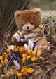 teddy